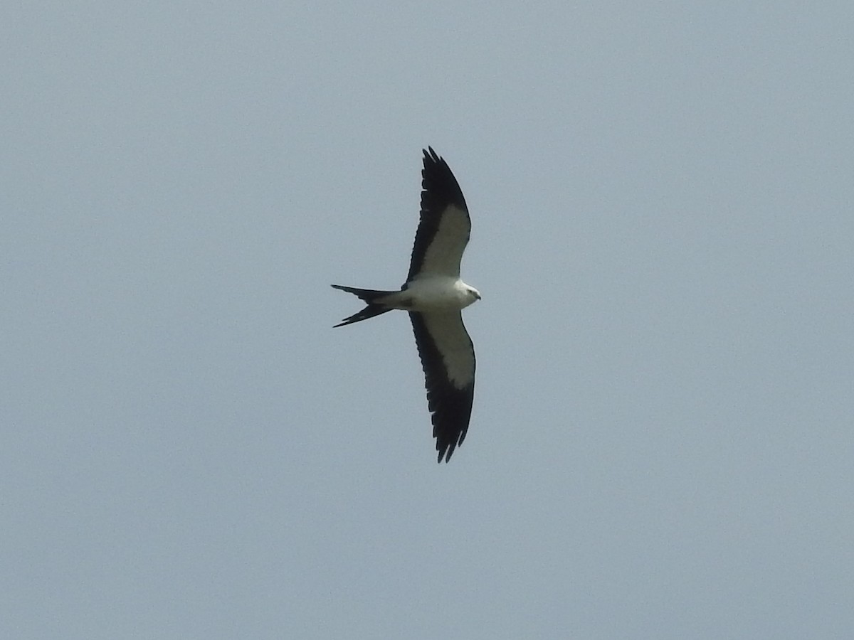 Swallow-tailed Kite - ML616367917