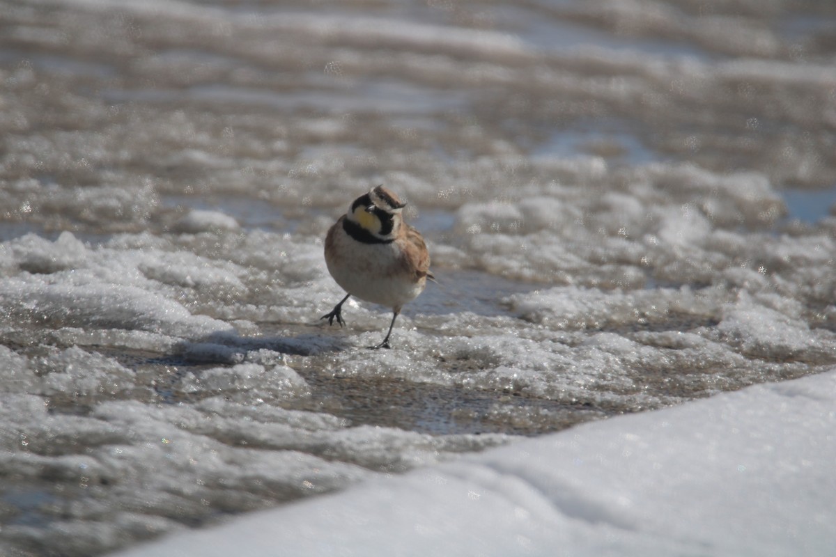 Horned Lark - ML616367936