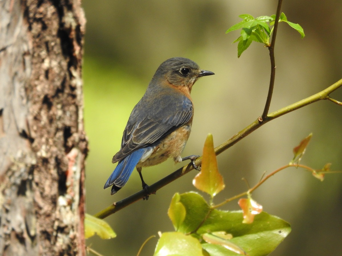 Eastern Bluebird - ML616367958