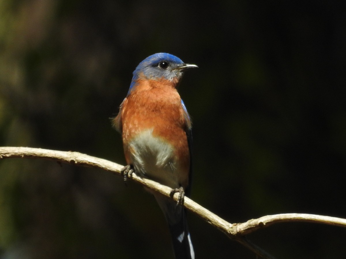 Eastern Bluebird - ML616367959