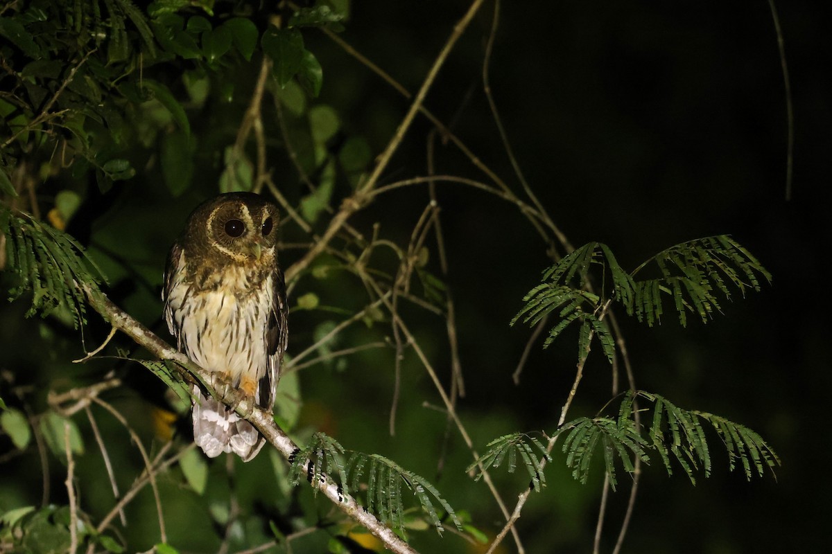 Mottled Owl - ML616367968