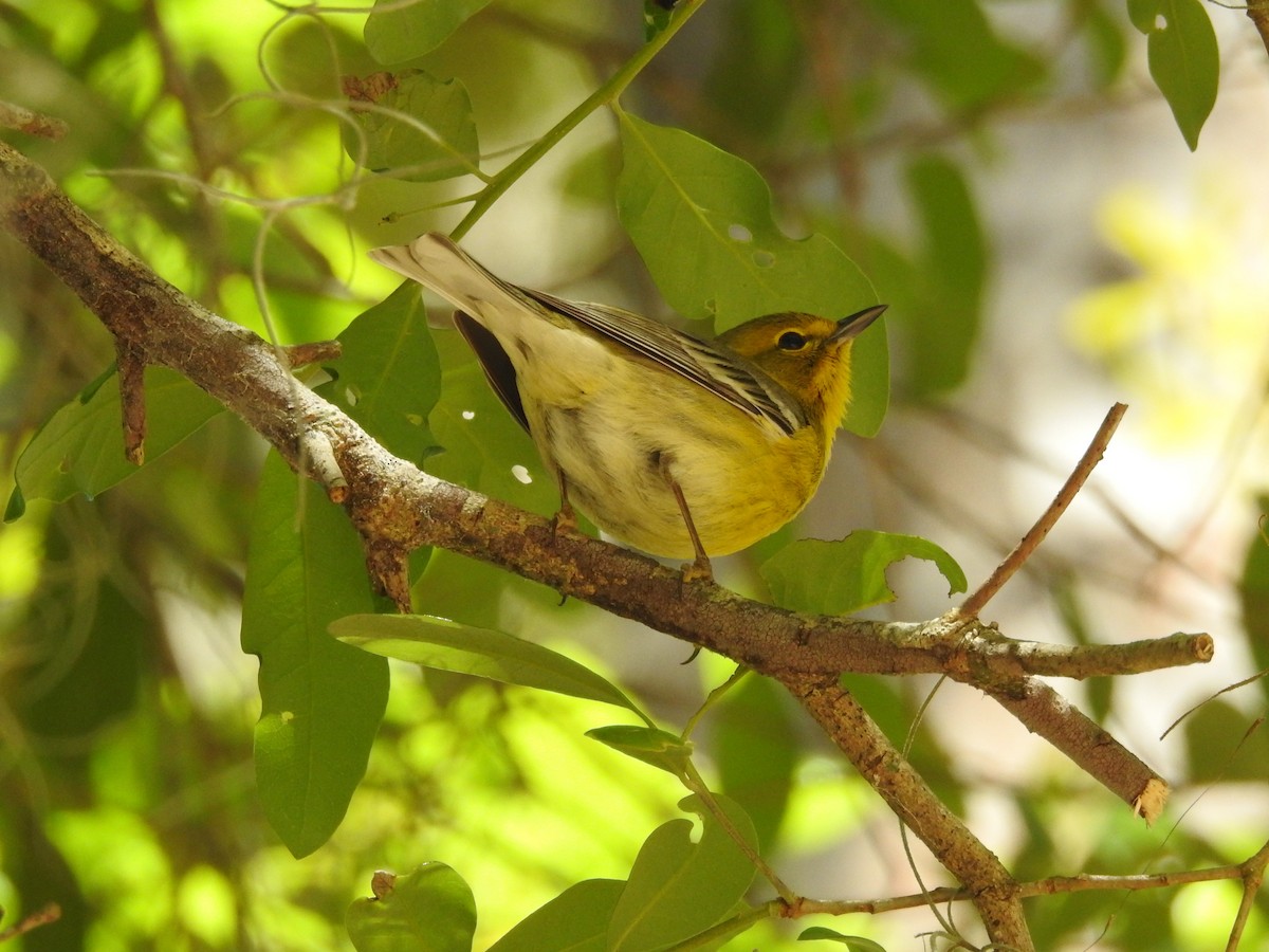 Pine Warbler - ML616367969