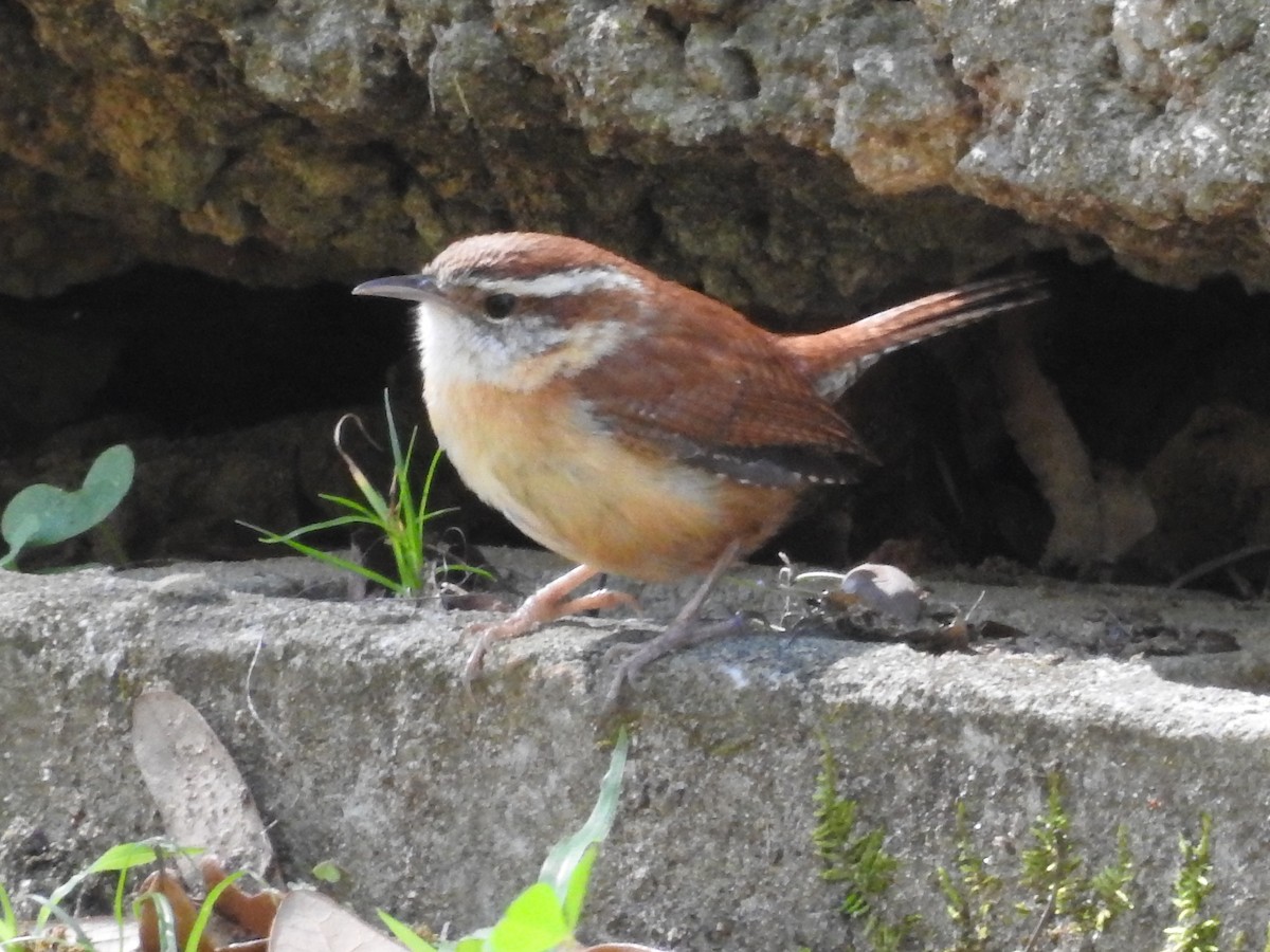 Carolina Wren - ML616367972
