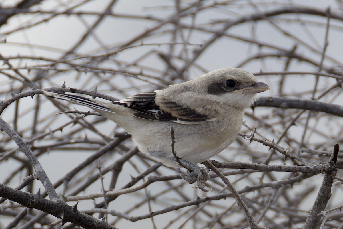 Great Gray Shrike (Arabian) - ML616368027