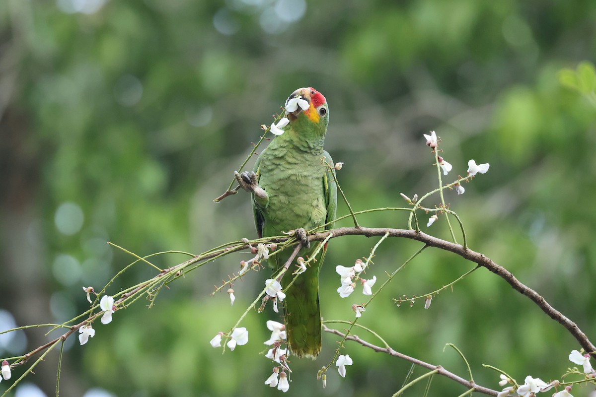 gulkinnamazon (autumnalis/salvini) - ML616368048