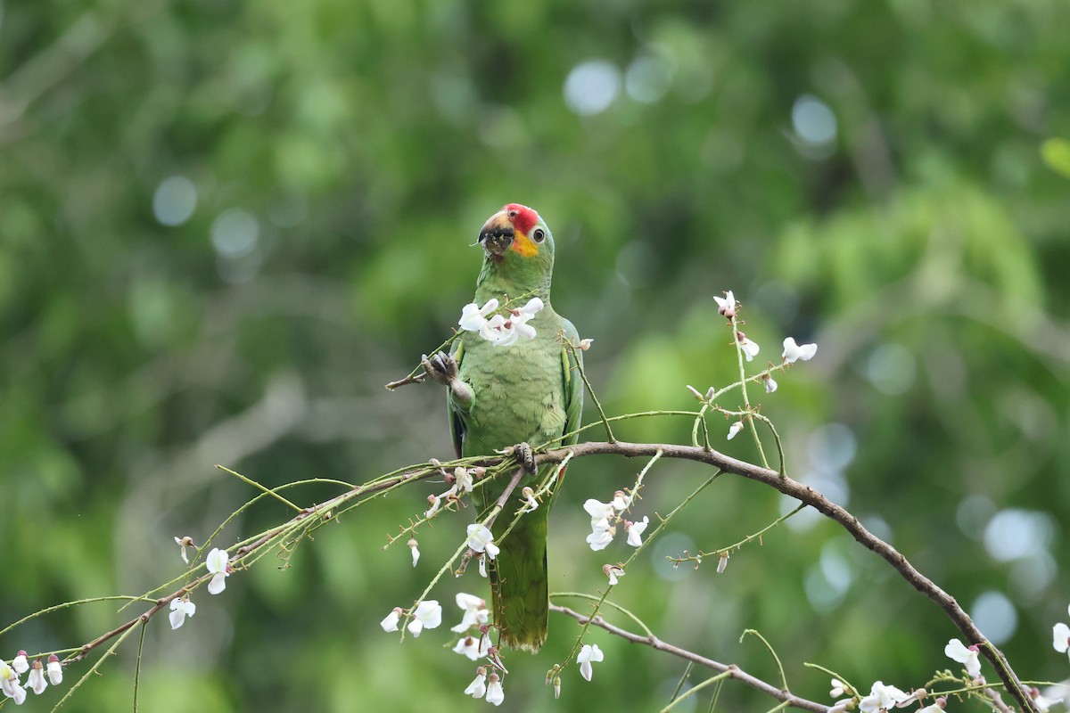 Red-lored Parrot (Red-lored) - ML616368051