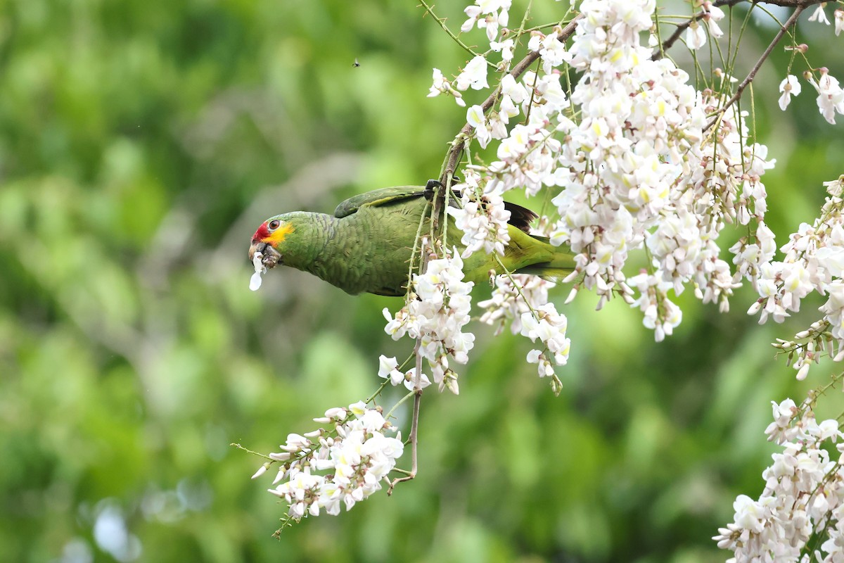 Red-lored Parrot (Red-lored) - ML616368052