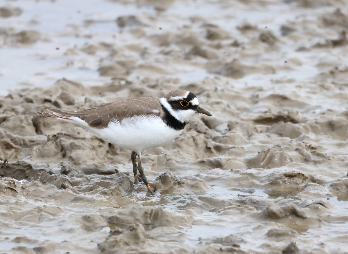 Little Ringed Plover - ML616368075