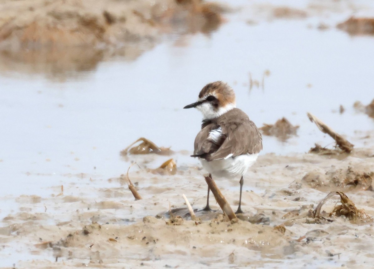 Kentish Plover - ML616368084