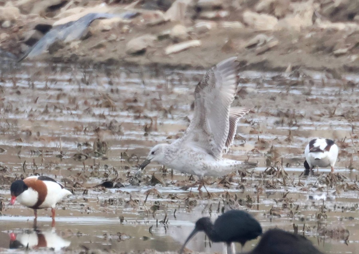 Larus sp. - ML616368113