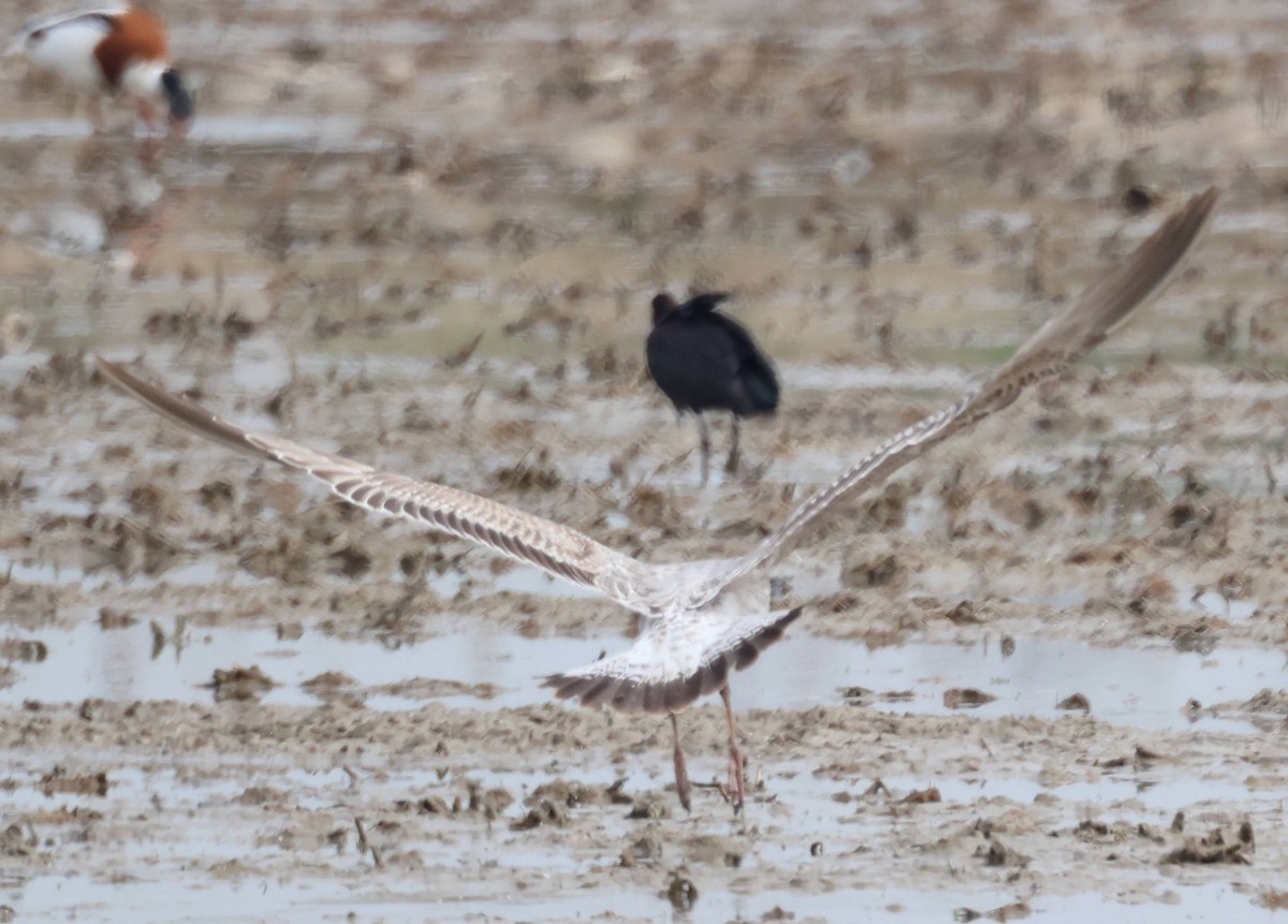 Larus sp. - ML616368114