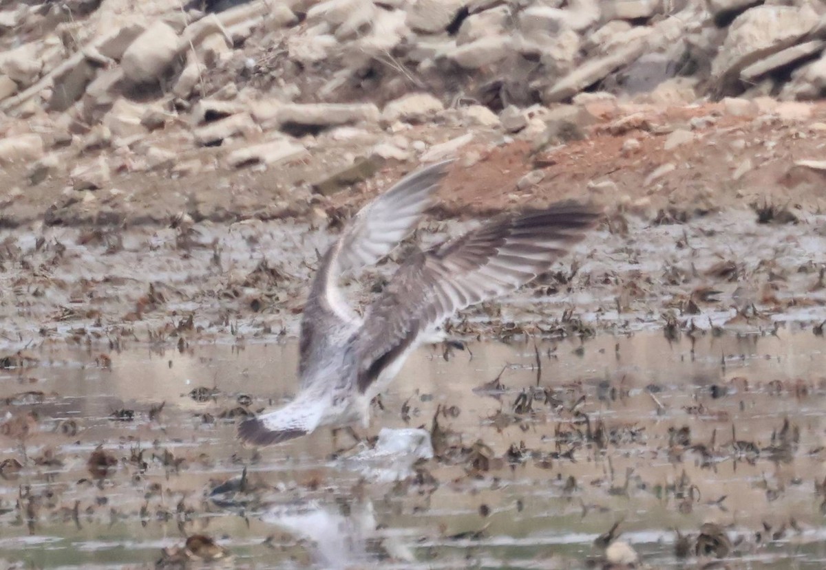 Larus sp. - ML616368118