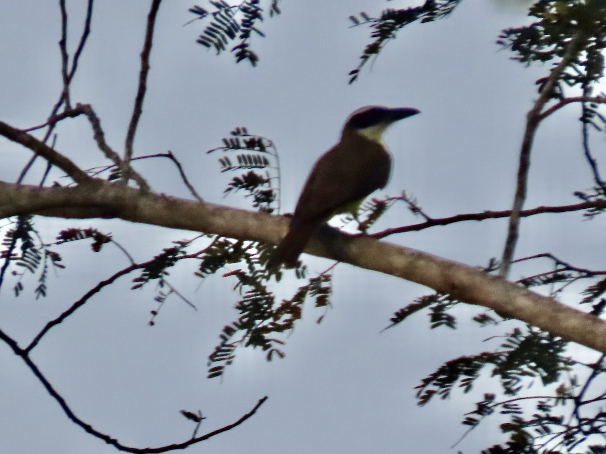 Boat-billed Flycatcher (Northern) - ML616368119