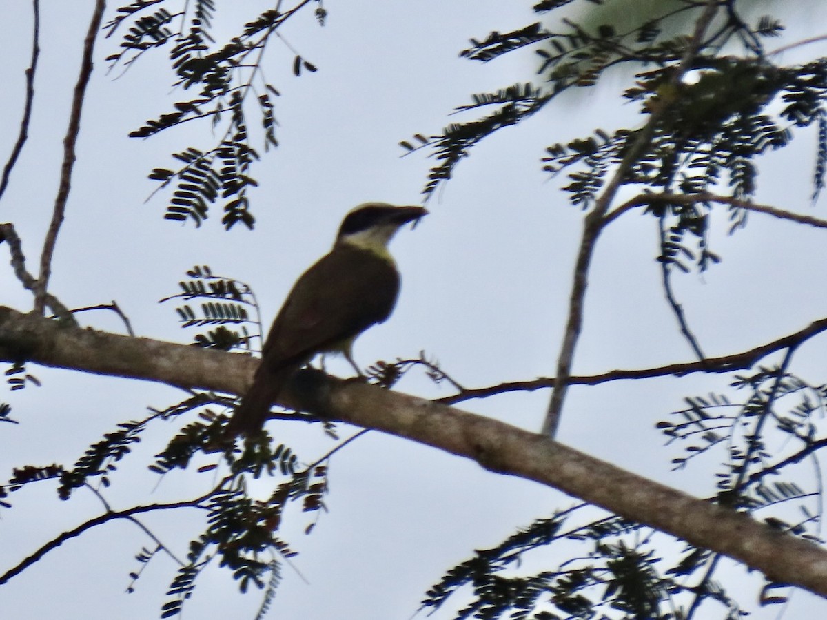 båtnebbtyrann (mexicanus gr.) - ML616368120