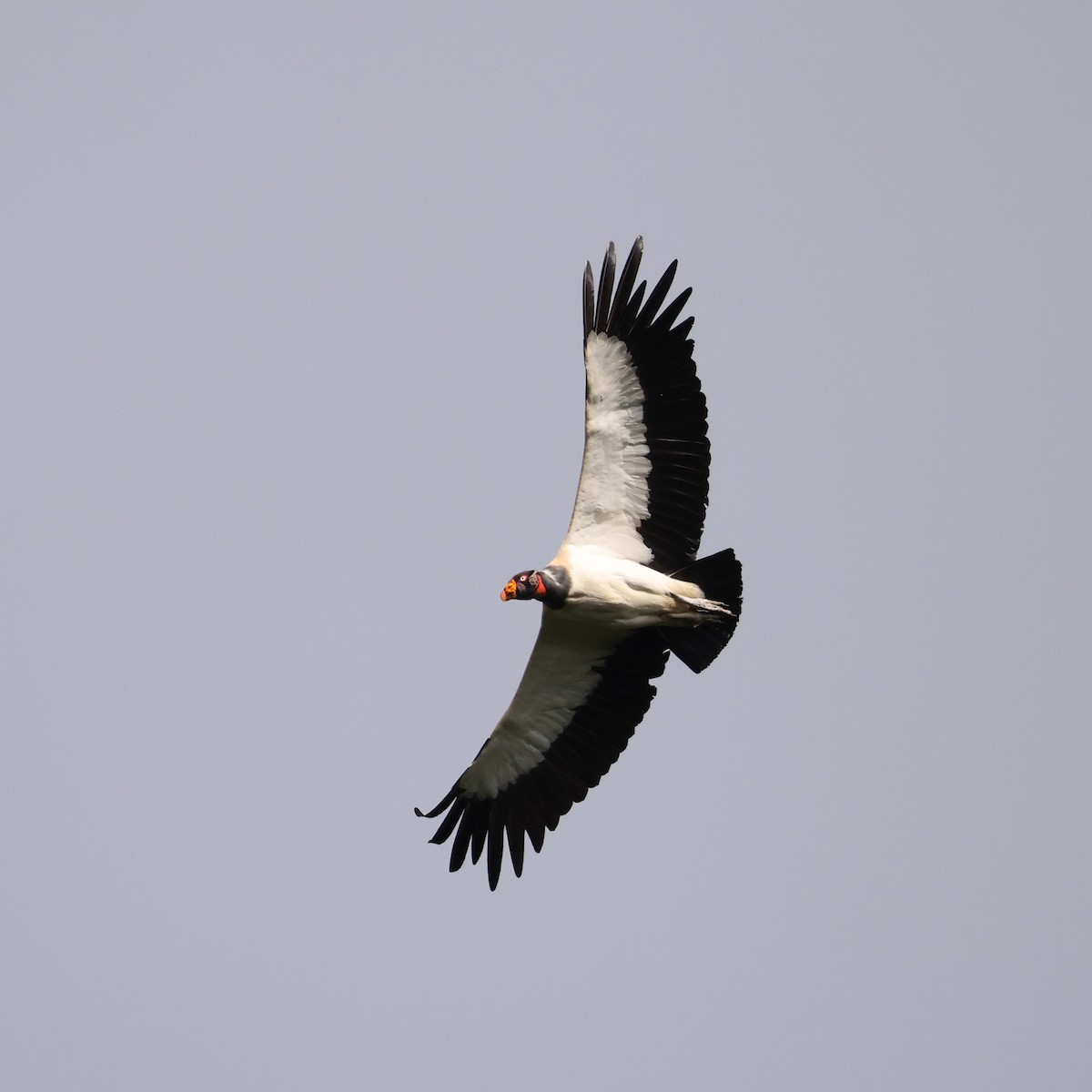 King Vulture - ML616368121