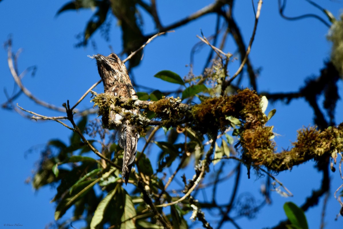 Andean Potoo - Mario Pelletier