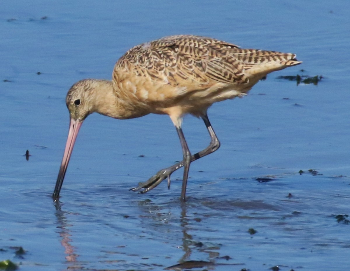 Marbled Godwit - ML616368274