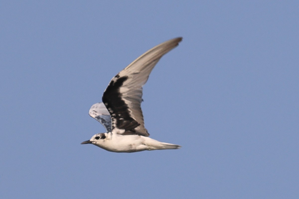 White-winged Tern - ML616368319
