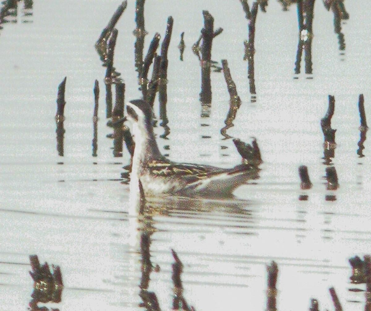 Phalarope à bec étroit - ML616368454