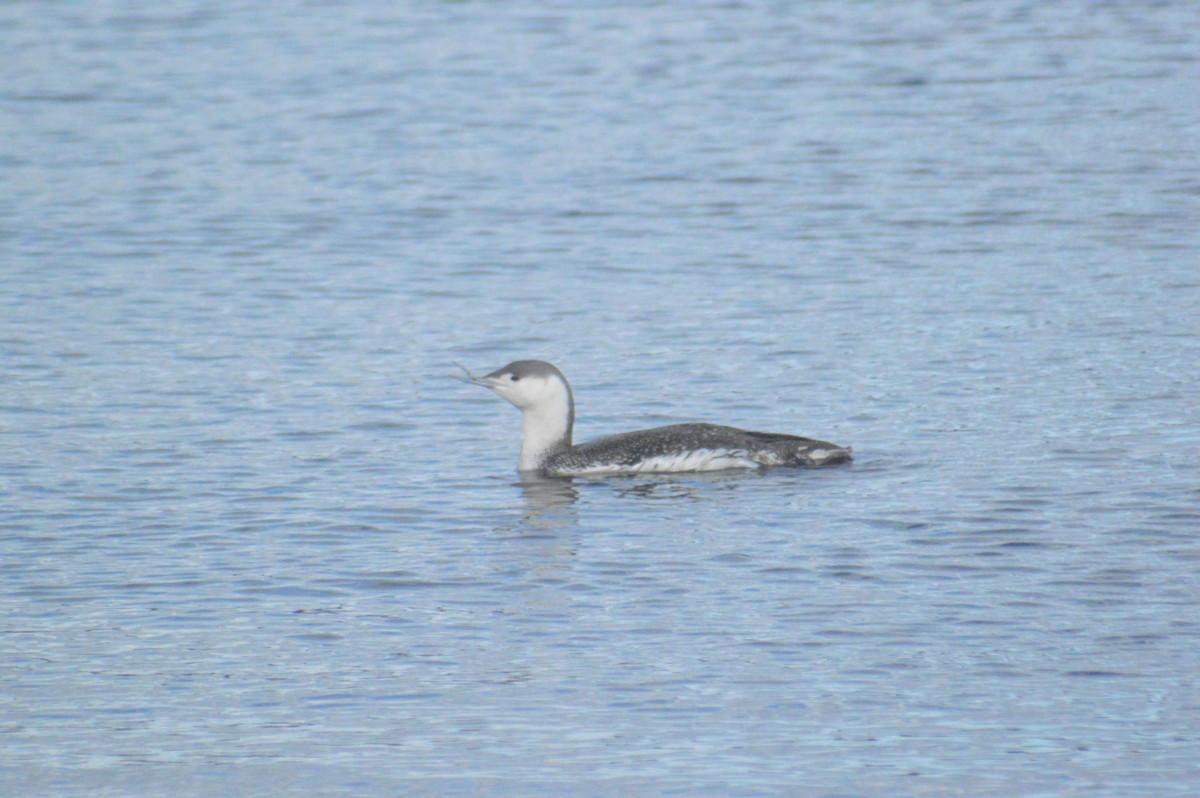 Red-throated Loon - ML616368513