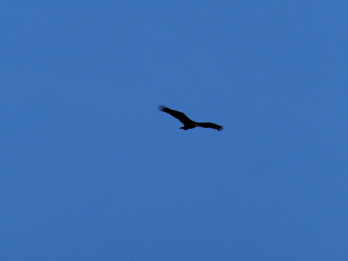 Turkey Vulture - ML616368557