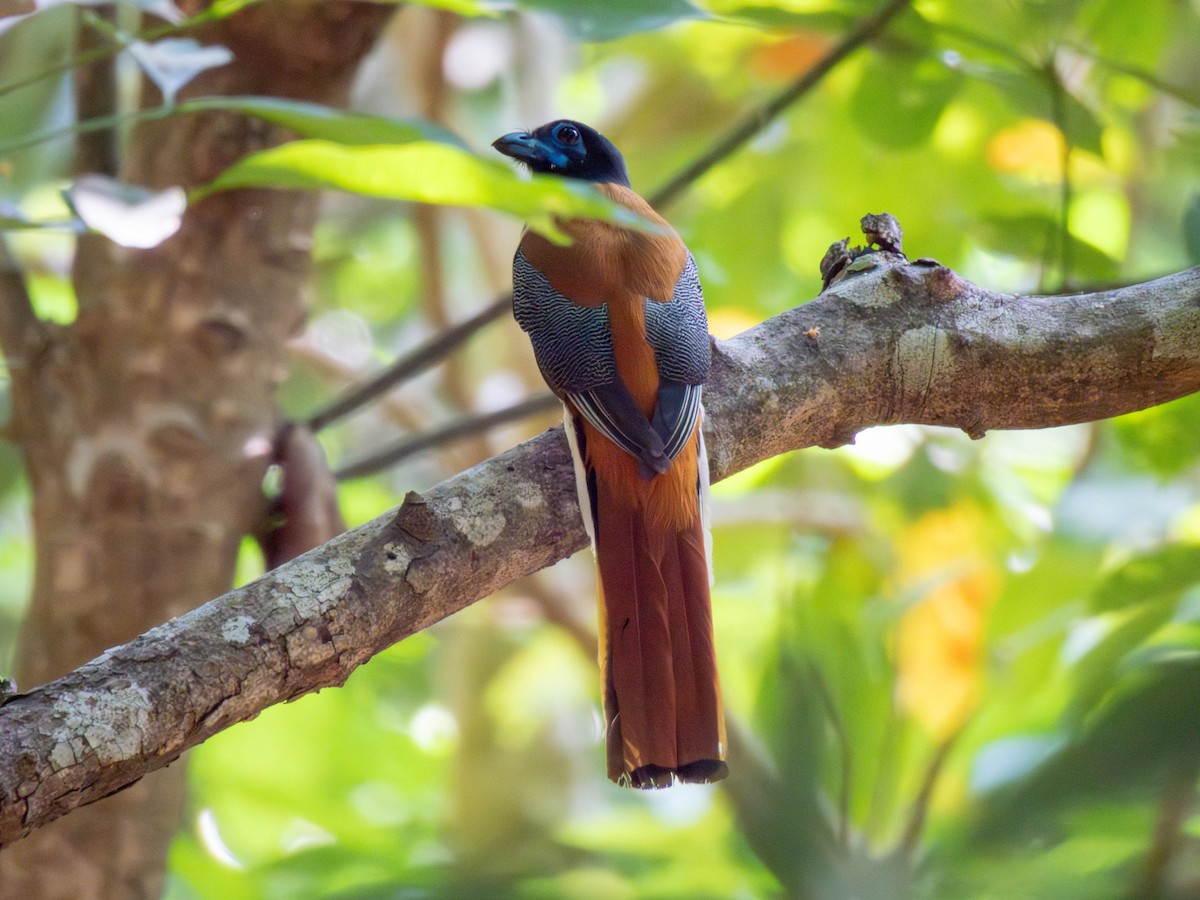 Malabar Trogon - shyamkumar puravankara