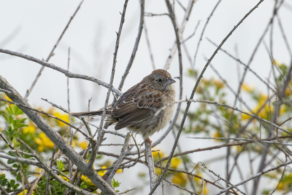 Cassin's Sparrow - ML616368574