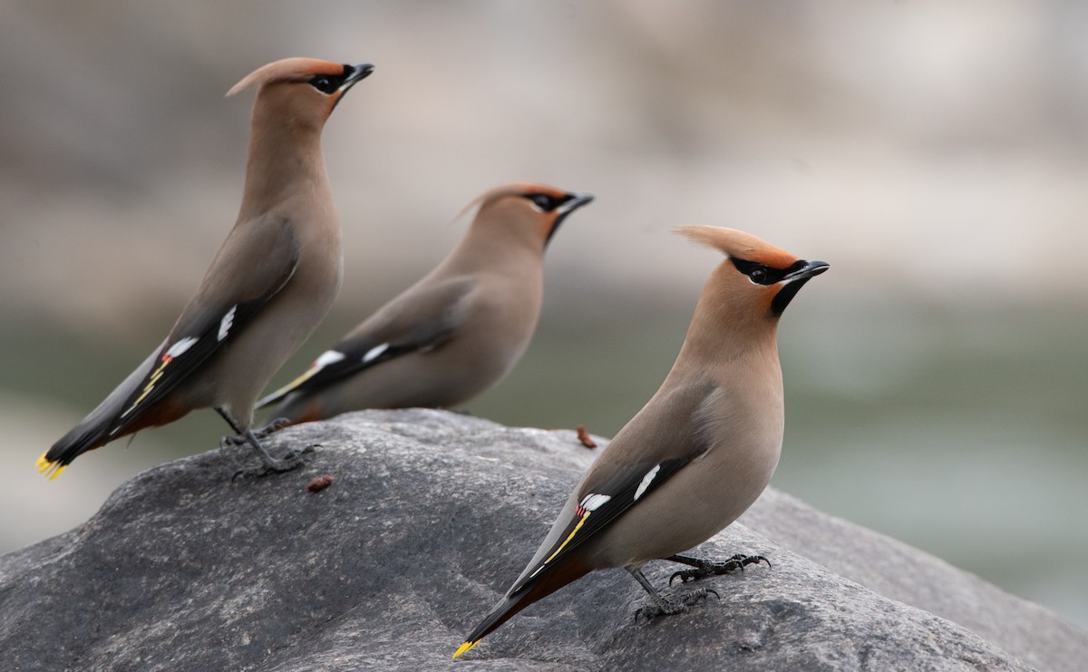 Bohemian Waxwing - ML616368587