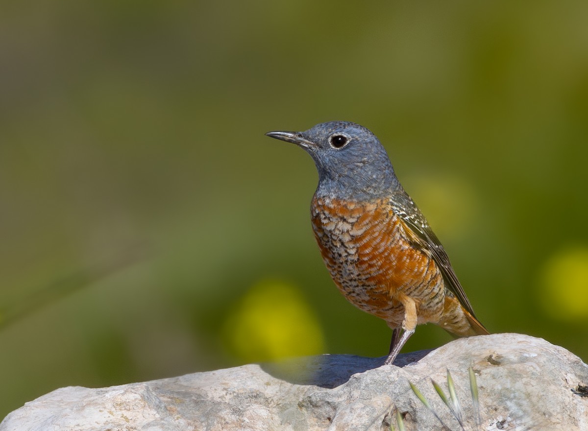 Rufous-tailed Rock-Thrush - ML616368592