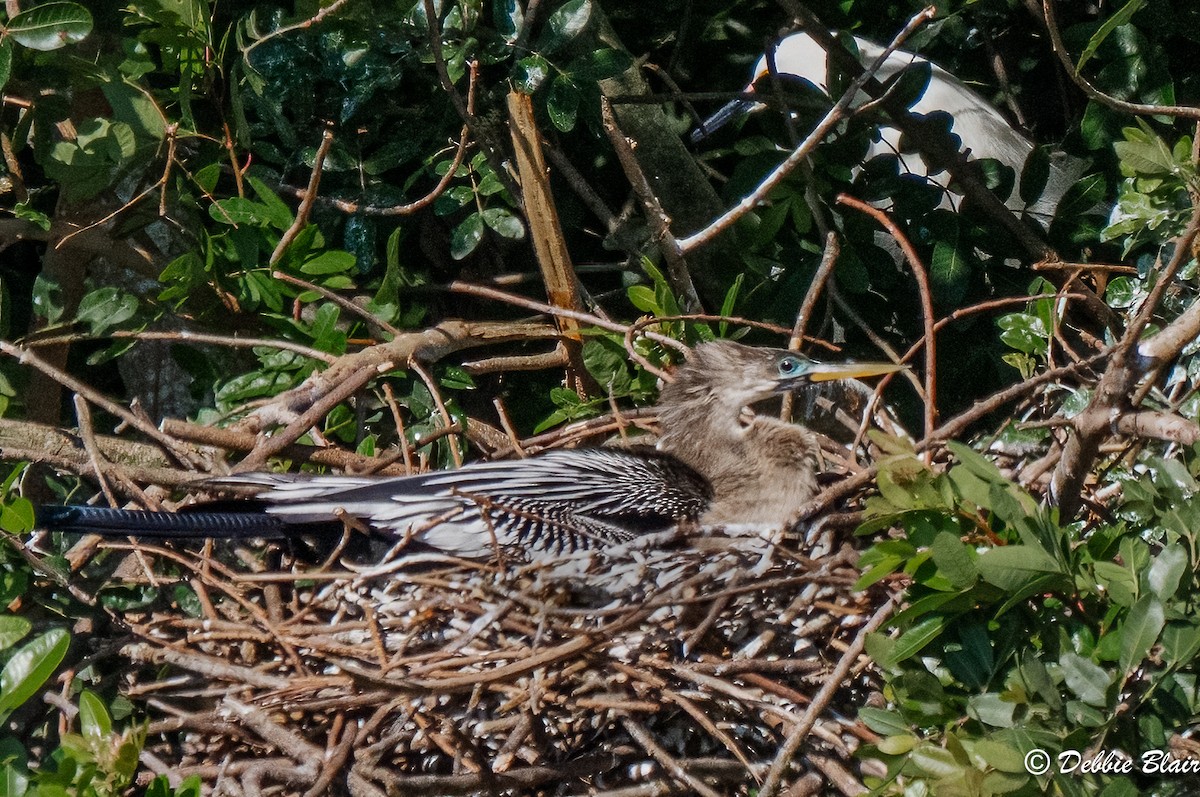 Amerika-Schlangenhalsvogel - ML616368600