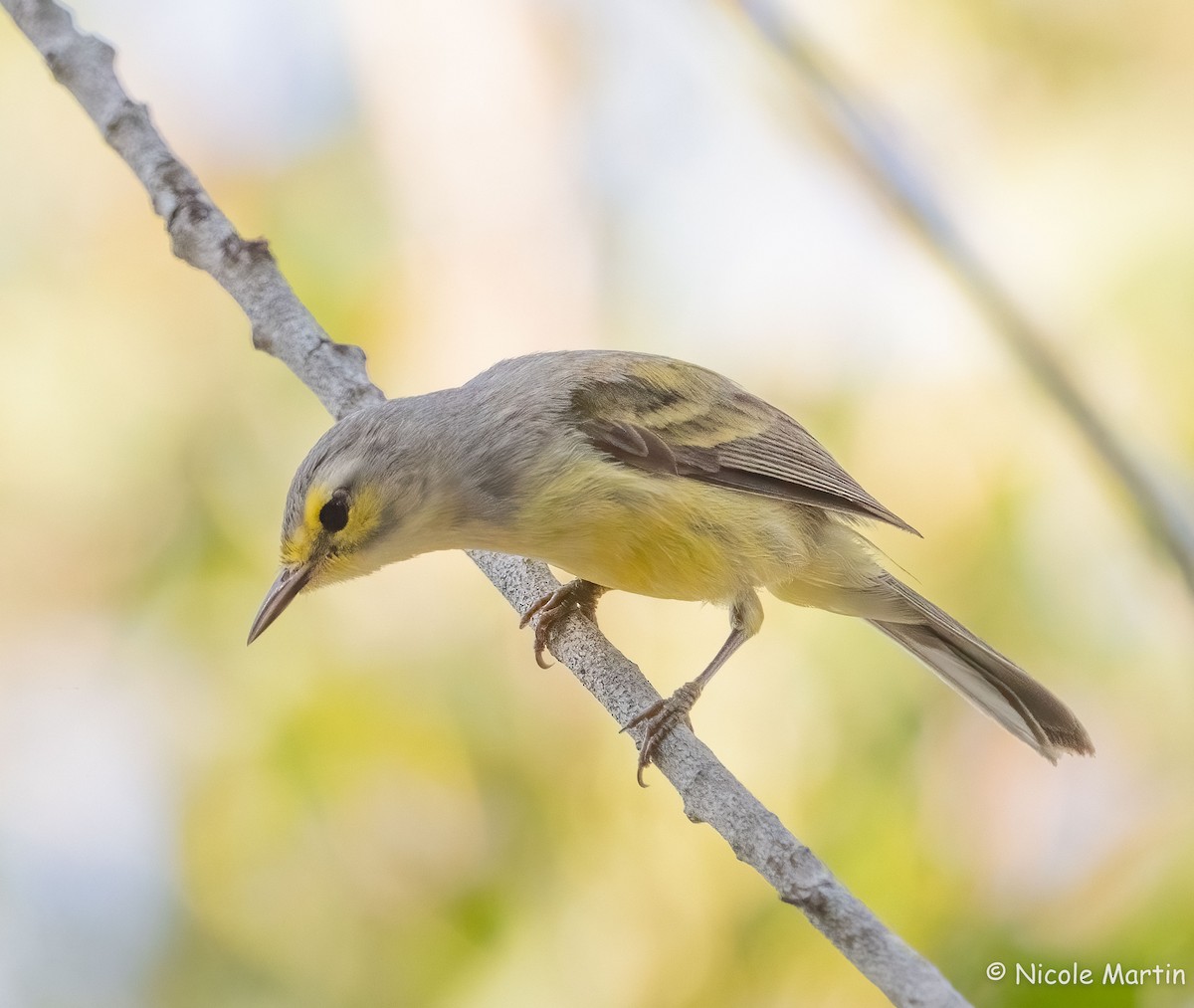 Vitelline Warbler - ML616368630