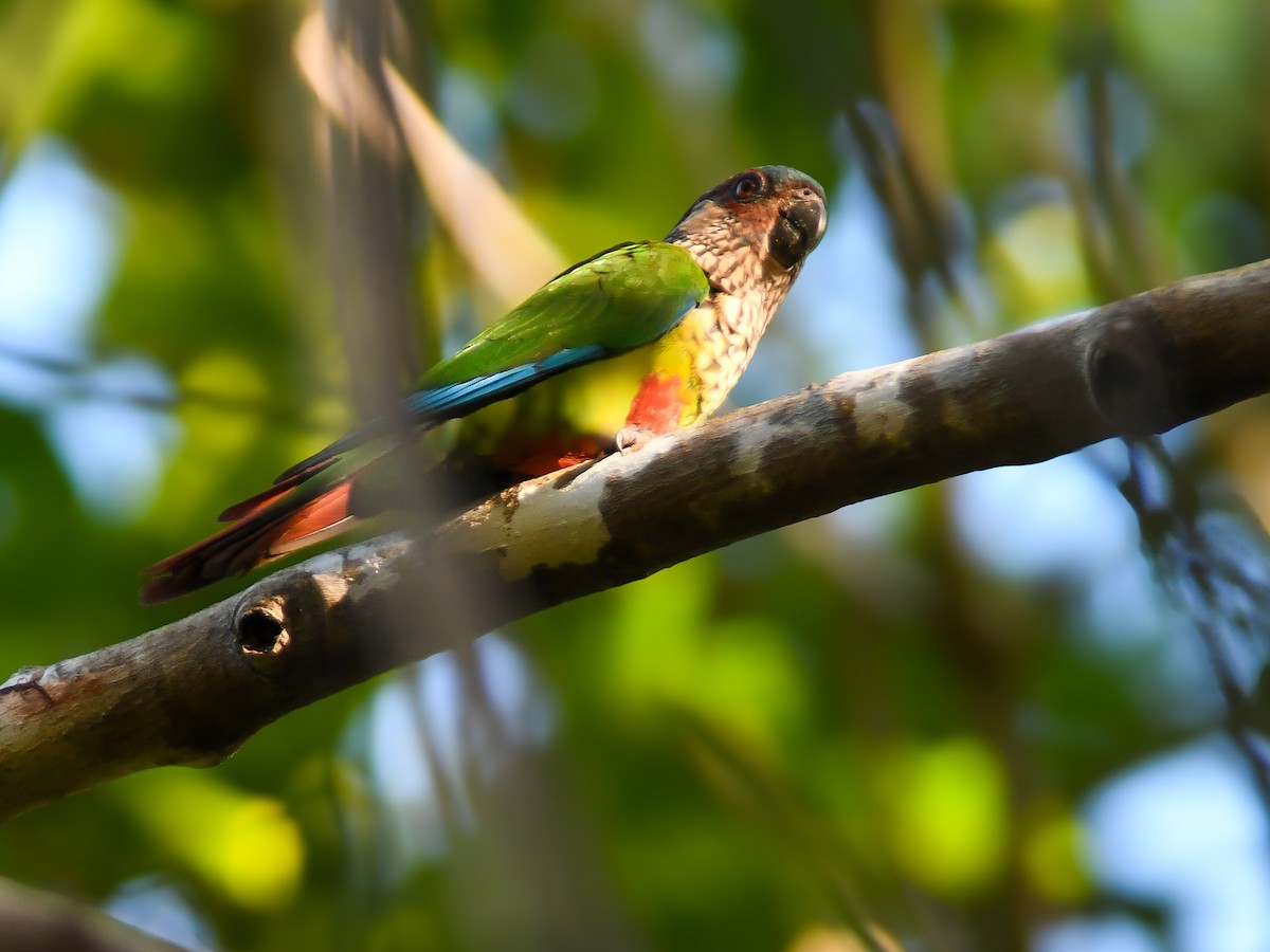 Conure de Hellmayr (snethlageae) - ML616368642