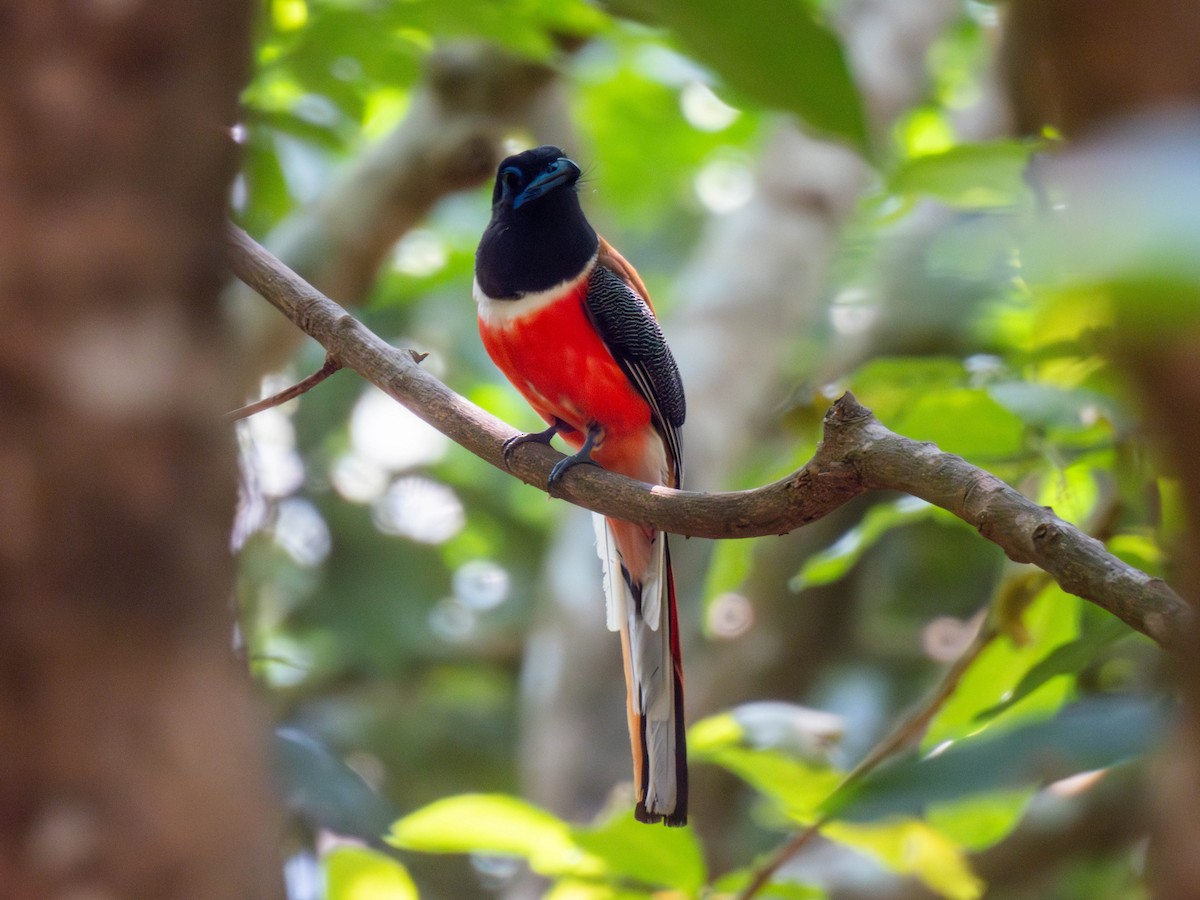 Trogon de Malabar - ML616368650