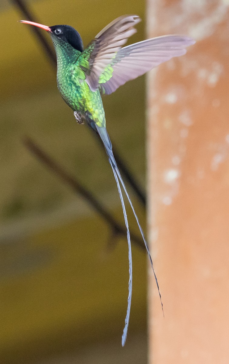 Colibrí Portacintas (piquirrojo) - ML616368684