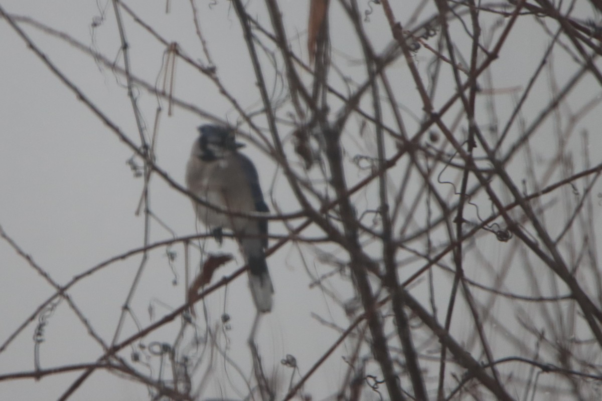 Blue Jay - ML616368691