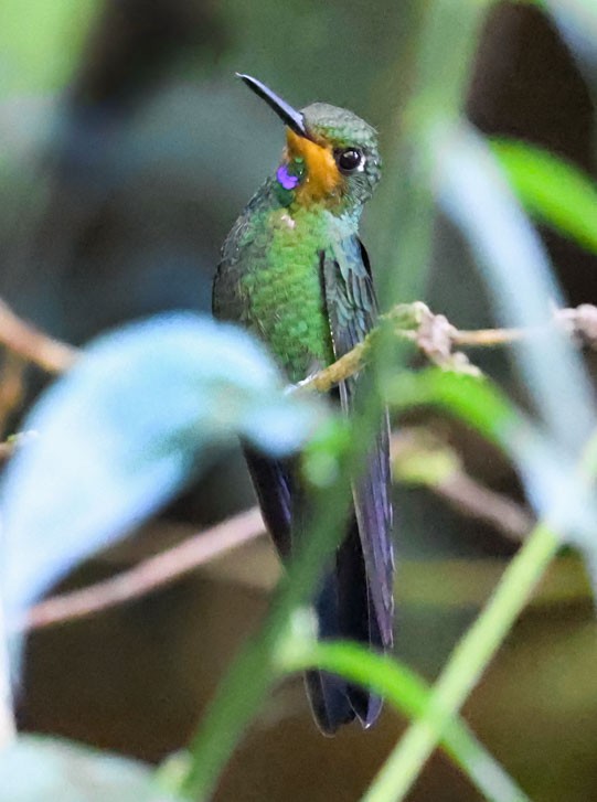 kolibřík subtropický - ML616368728