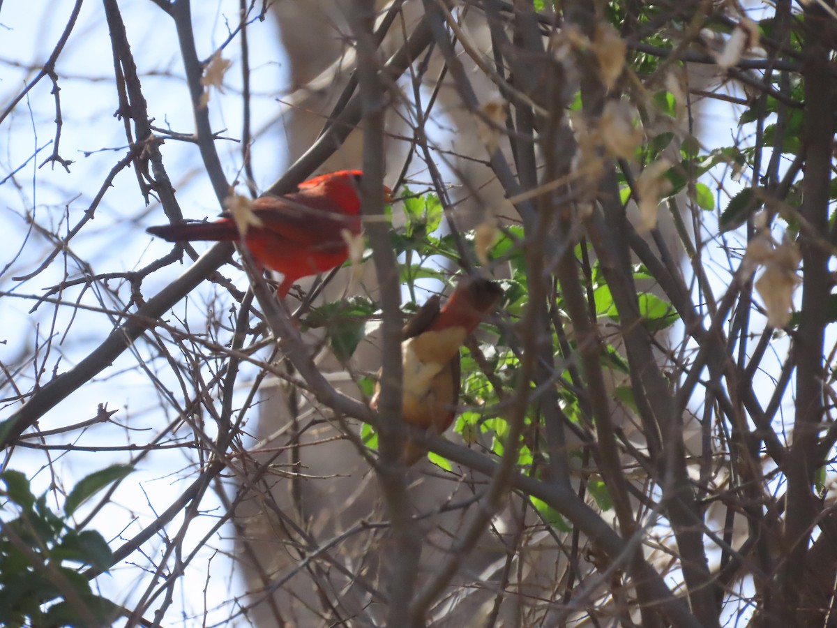 Northern Cardinal - Jan Gaffney