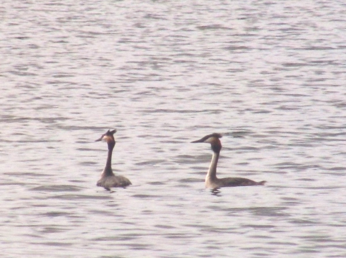 Great Crested Grebe - ML616368759