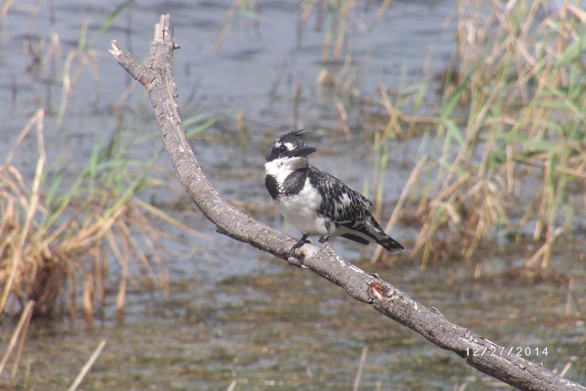 Martin-pêcheur pie - ML616368763