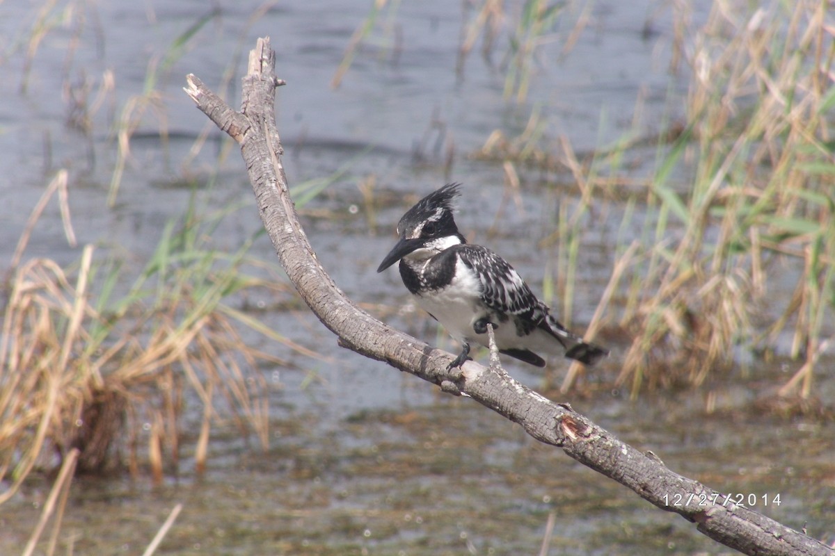 Pied Kingfisher - ML616368767