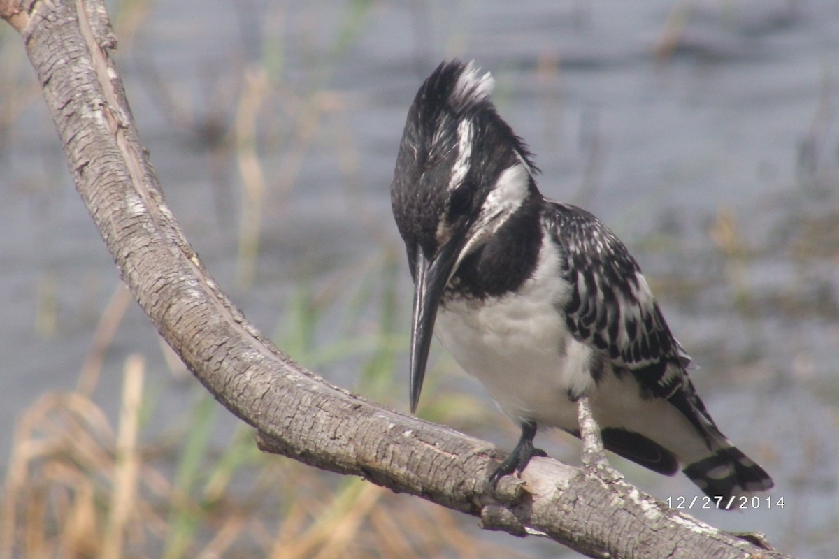 Pied Kingfisher - ML616368774