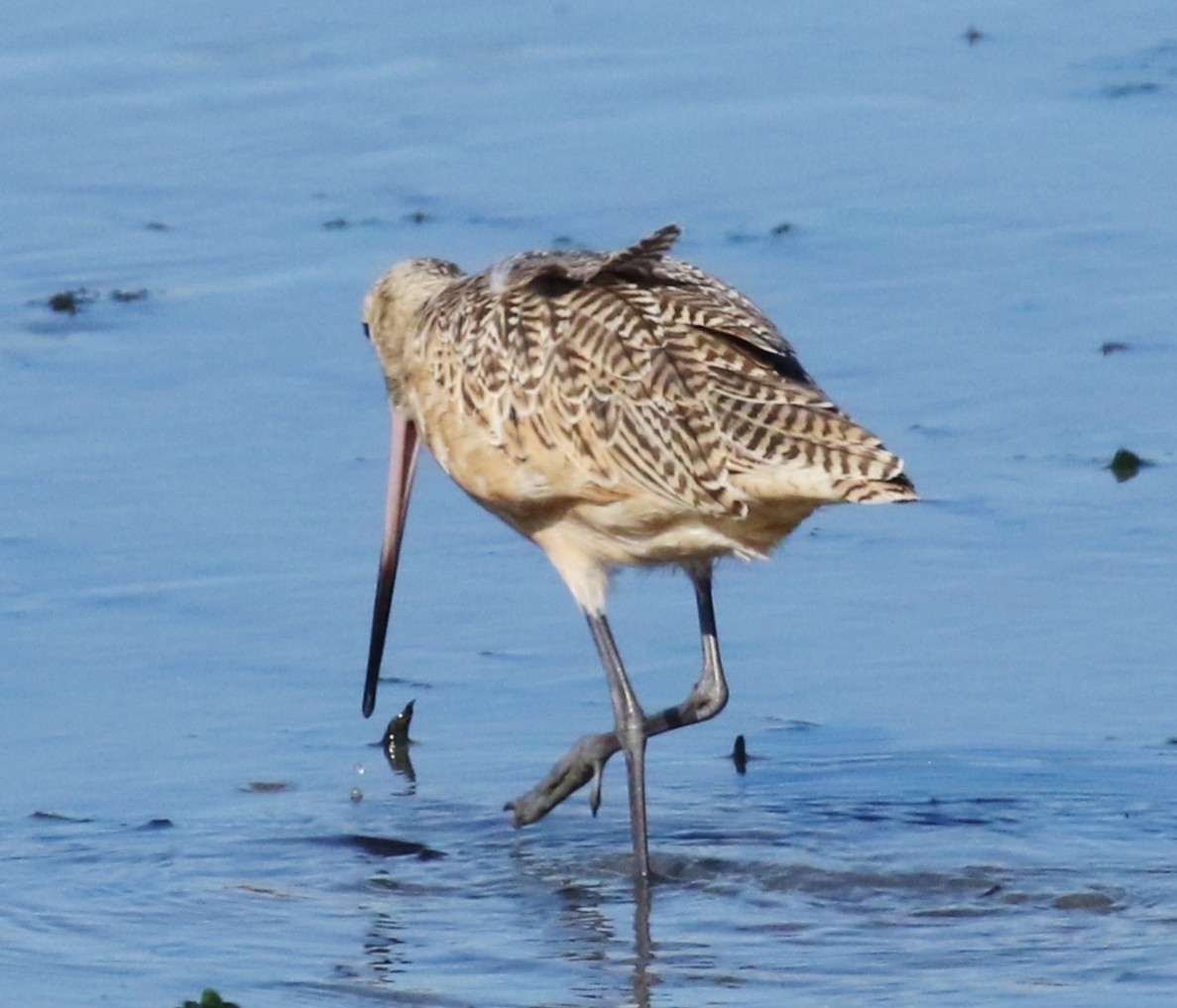Marbled Godwit - ML616368776