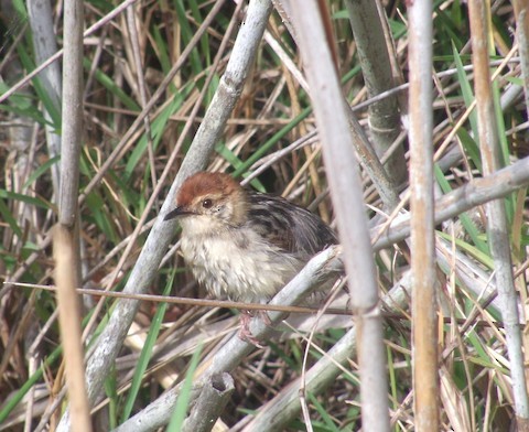 Levaillant's Cisticola - ML616368785