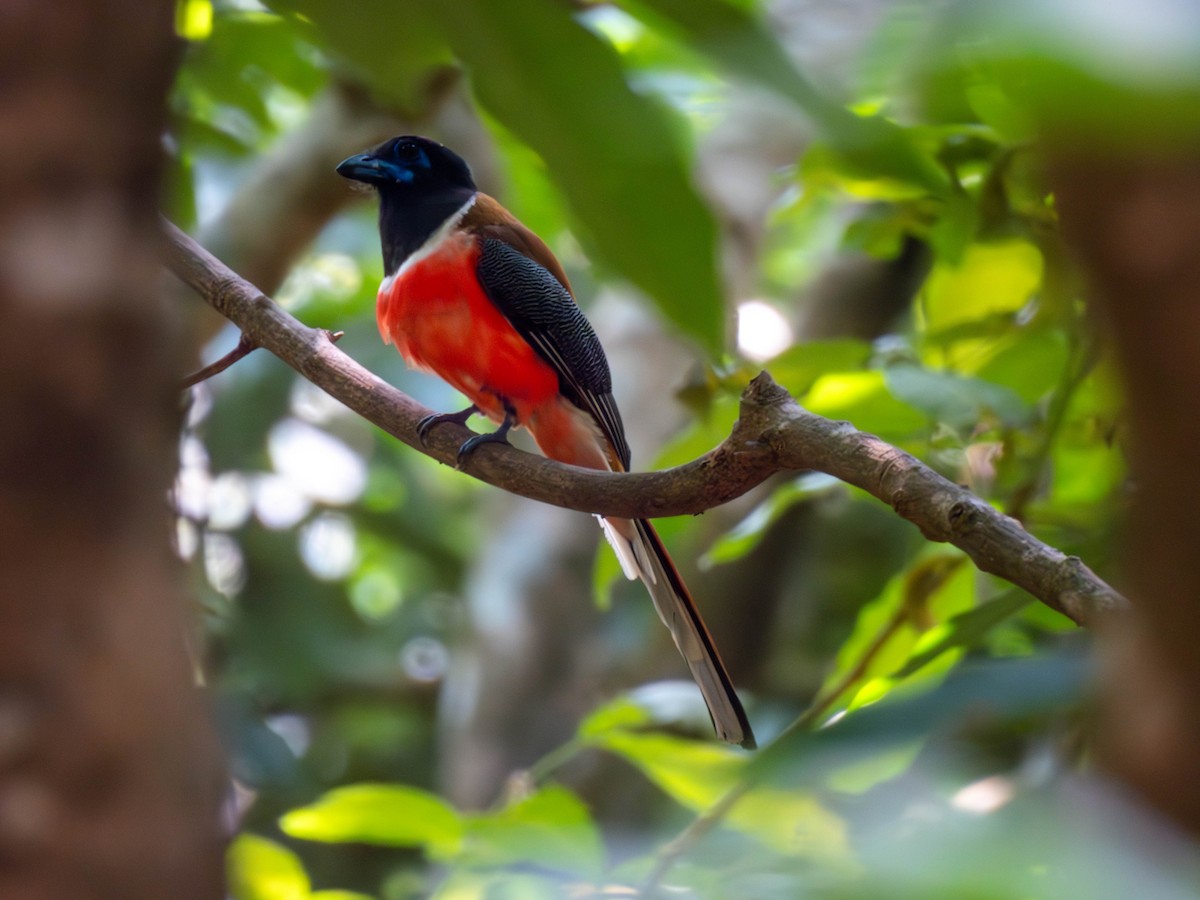 trogon indický - ML616368788