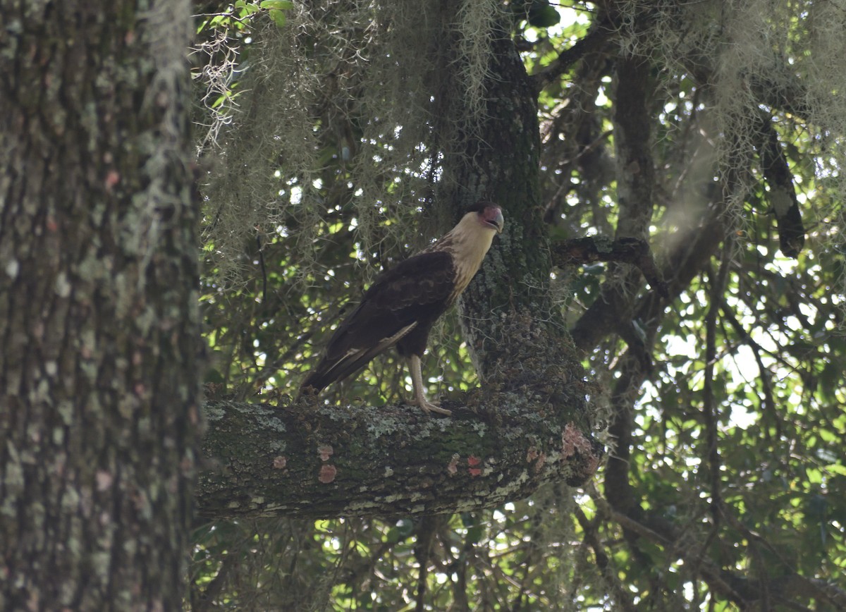 Crested Caracara - ML616368817