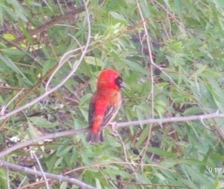 Southern Red Bishop - ML616368827