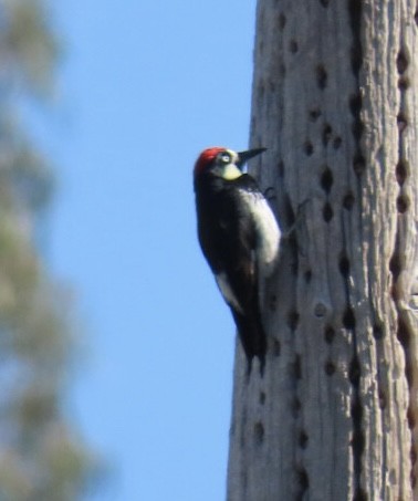 Acorn Woodpecker - ML616368835