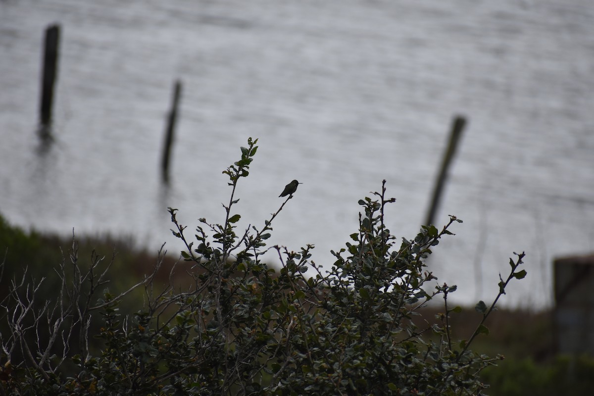 Anna's Hummingbird - Elaine Hammond