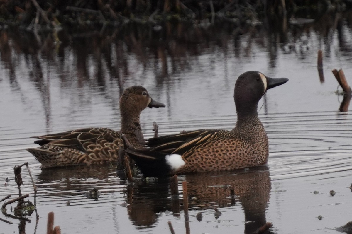Blue-winged Teal - ML616368856