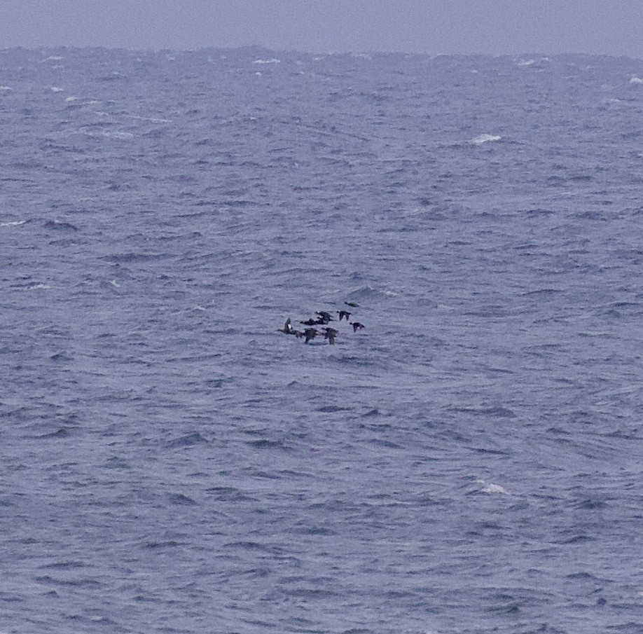 White-winged Scoter - ML616368859